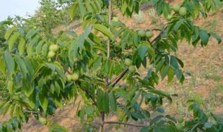 20年的银杏树价值多少 银杏树多少钱一棵