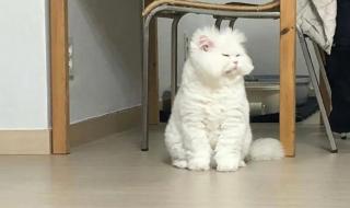 早安打工人 早安打工人