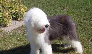 英国古代牧羊犬 英国古代牧羊犬