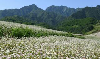 聆听花开什么意思 聆听花开的声音