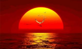 宠物小精灵太阳月亮