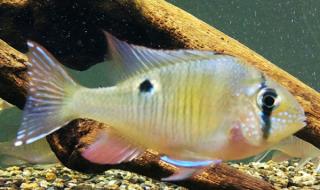 月亮鱼多少一斤 月亮鱼多少钱一斤