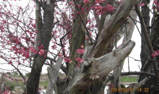 色厉内茬是指什么生肖或暗示什么生肖求高手解释一下 接不上茬是什么生肖